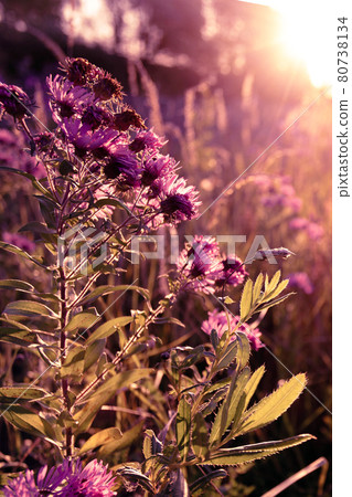 Autumn wild flowers on a meadow Autumn wild flowers on a meadow 80738134