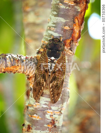 Close-up of brown cicada perched on a cherry tree 80738366