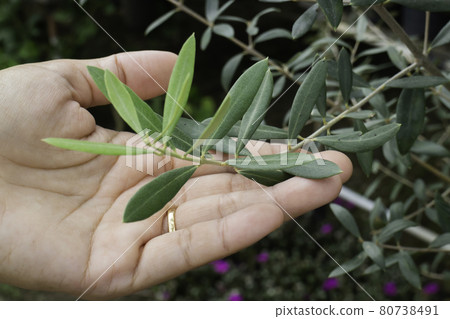 Olive tree grows pot sale in green market 80738491