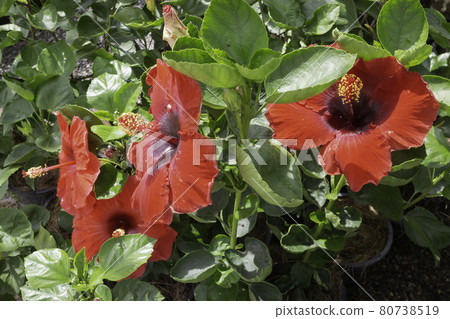 Tropical plant pot sale in green market Tropical plant pot sale in green market 80738519