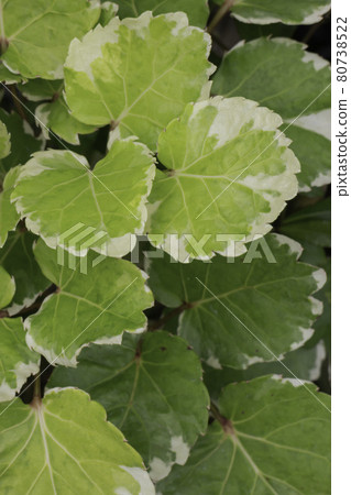 Pretty sprinkled varigated garden plant 80738522