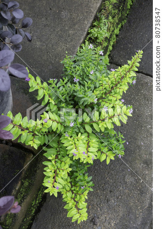 Tropical plant pot sale in green market 80738547