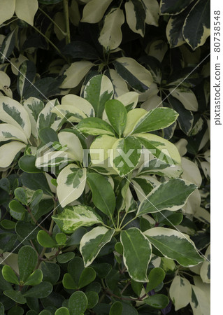 Pretty sprinkled varigated garden plant 80738548