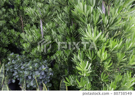Tropical plant pot sale in green market 80738549