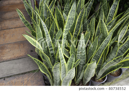 Pretty sprinkled varigated garden plant 80738552