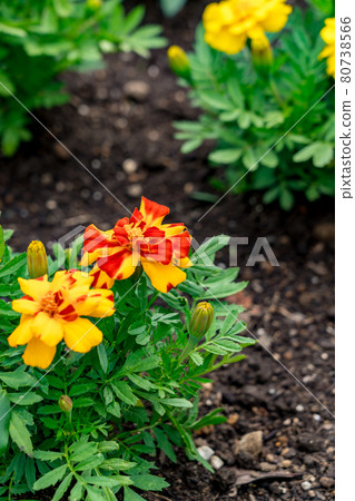 花壇盛開 花壇盛開 80738566