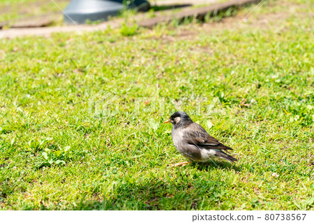 野鳥 野鳥 80738567