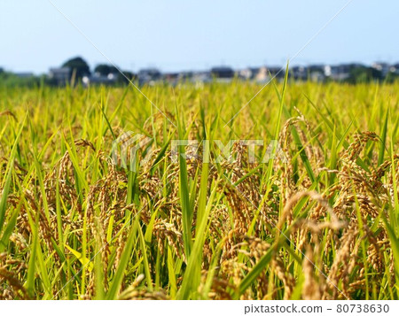 夏季水果(藍天和稻田與早稻:Kachō Plain '21) 夏季水果(藍天和稻田與早稻:Kachō Plain '21) 80738630