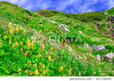 高山植物花田和藍天 80738640