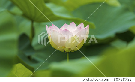 蓮花山口縣下關市東行庵 80738782