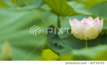 蓮花山口縣下關市東行庵 80738783