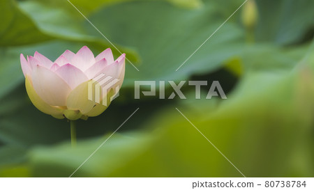 Lotus Yamaguchi Prefecture Shimonoseki City Togyoan 80738784