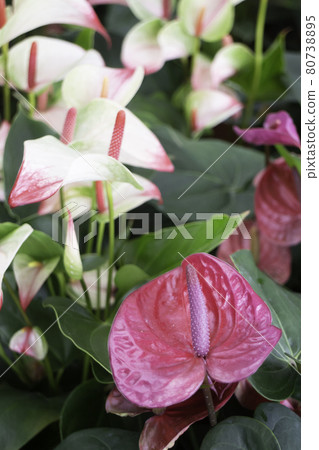 Tropical plant pot sale in green market Tropical plant pot sale in green market 80738895