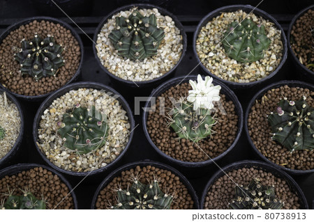 Tropical plant pot sale in green market Tropical plant pot sale in green market 80738913