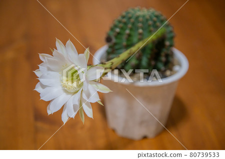 Cactus flowers in the room 80739533
