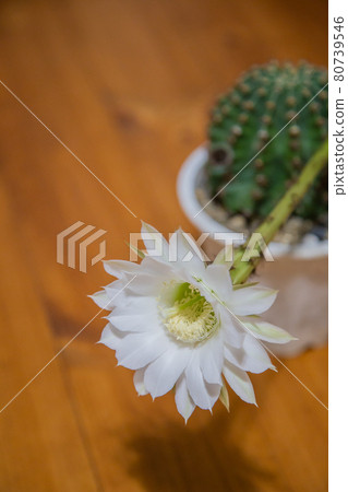 Cactus flowers in the room 80739546