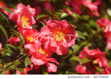 茶花 茶花 80739884