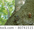 Brown cicada and shells resting on a zelkova tree 80741515