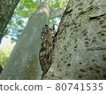 Brown cicada resting on a zelkova tree 80741535