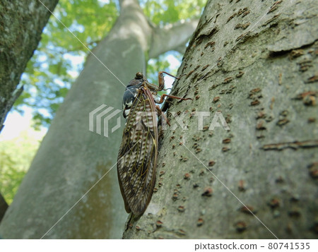 Brown cicada resting on a zelkova tree 80741535
