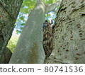 Brown cicada resting on a zelkova tree 80741536