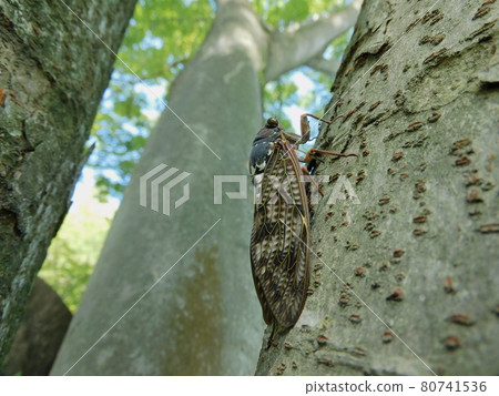 Brown cicada resting on a zelkova tree 80741536