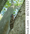 Brown cicada resting on a zelkova tree, vertical composition 80741537