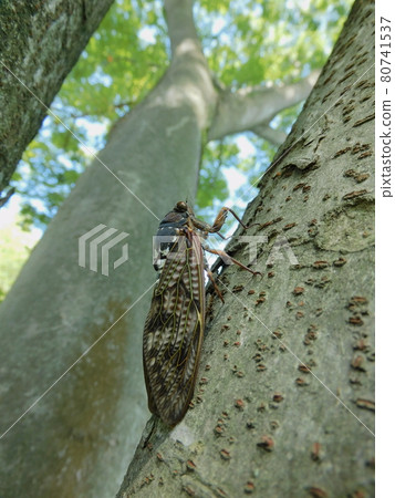 褐蟬棲息在櫸樹上，垂直構圖 80741537