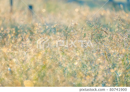 Morning dew on the Utsukushigahara plateau in the morning [Nagano Prefecture] 80741900