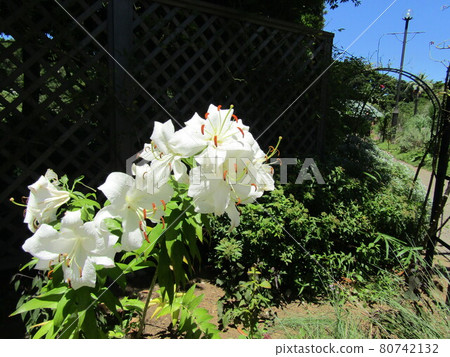 百合之王卡薩布蘭卡的白花 百合之王卡薩布蘭卡的白花 80742132