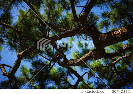 Pine branches that spread while bending intricately 80742353