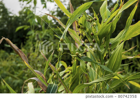 開始變黑的薏苡/禾本科薏苡屬 開始變黑的薏苡/禾本科薏苡屬 80742358