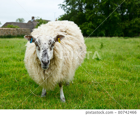 Sheep Sheep 80742466