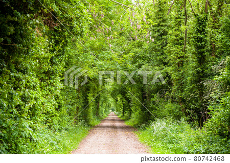 Straight rural road through greenery in Southern England Straight rural road through greenery in Southern England 80742468