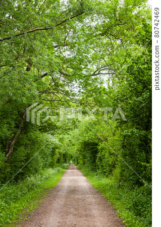 Straight rural road through greenery in Southern England Straight rural road through greenery in Southern England 80742469