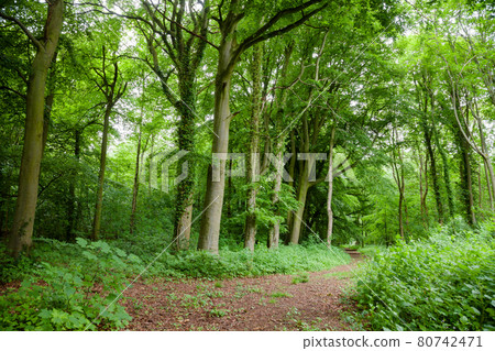 Scenic road through green forest in Southern England 80742471