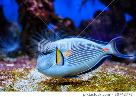 Sohal Surgeonfish underwater Sohal Surgeonfish underwater 80742772