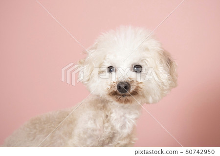 Pink back and toy poodle bust up Pink back and toy poodle bust up 80742950