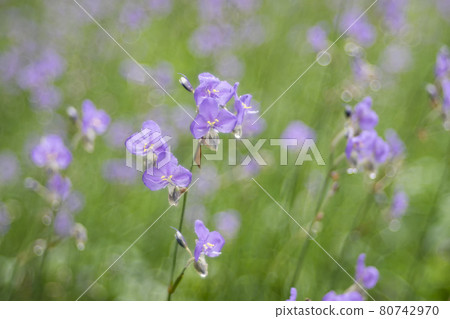 Murdannia giganteum flowers blossom is nature background 80742970