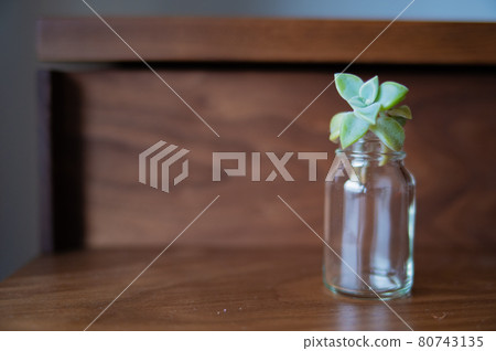 多汁植物 多汁植物 80743135