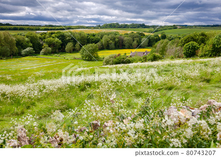 Summer rural landscape Southern England UK Summer rural landscape Southern England UK 80743207