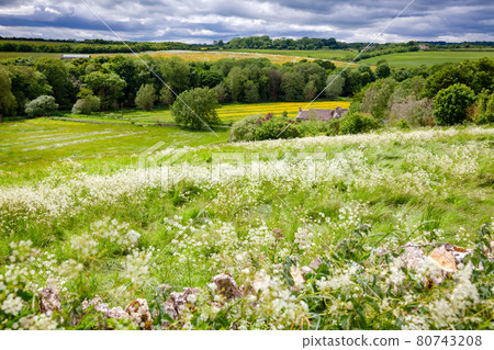 Summer rural landscape Southern England UK 80743208