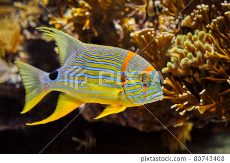 Sailfin snapper Symphorichthys spilurus blue-lined sea bream fish underwater in sea Sailfin snapper Symphorichthys spilurus blue-lined sea bream fish underwater in sea 80743408