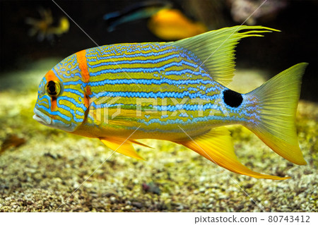 Sailfin snapper Symphorichthys spilurus blue-lined sea bream fish underwater in sea Sailfin snapper Symphorichthys spilurus blue-lined sea bream fish underwater in sea 80743412