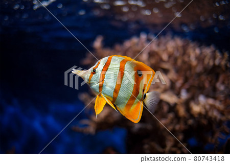Copperband butterflyfish Chelmon rostratus Copperband butterflyfish Chelmon rostratus 80743418