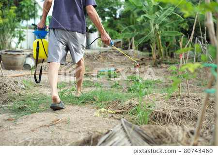 Rear view of male gardener in casual dress spraying the insectidice and chemical for eliminating the weed on the ground 80743460