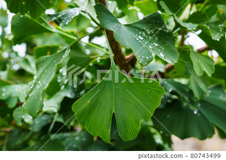 Ginkgo biloba green leaves on a tree. Ginkgo biloba green leaves on a tree. 80743499