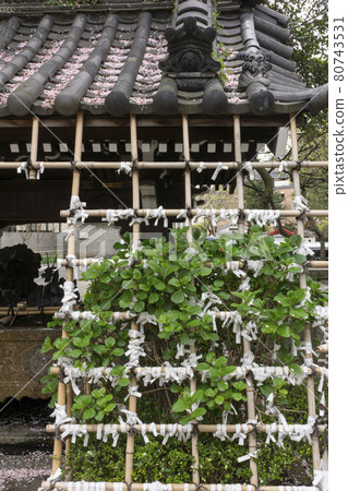 文京區白山神社的竹葉和繡球花 80743531