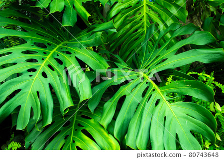 Green leaves of Monstera philodendron Green leaves of Monstera philodendron 80743648