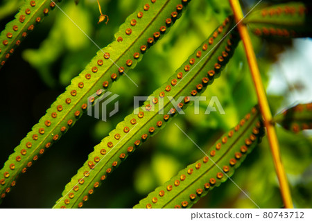 closeup fern leaf closeup fern leaf 80743712
